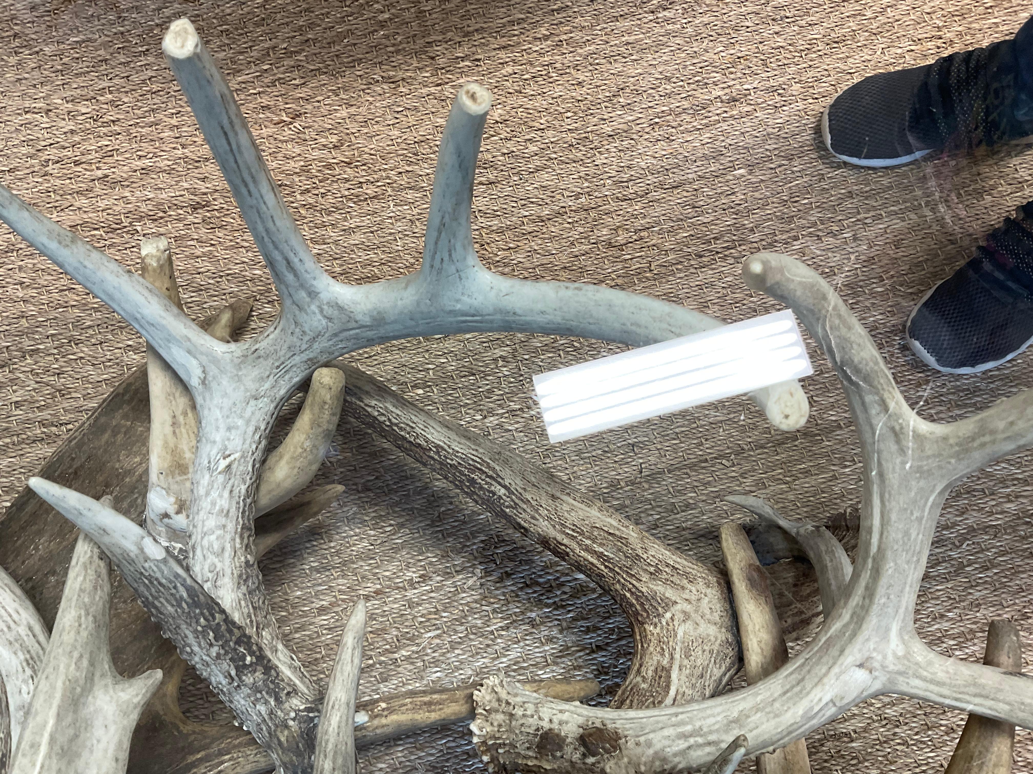 20th Century Antler Coffee Table W/ Glass Top