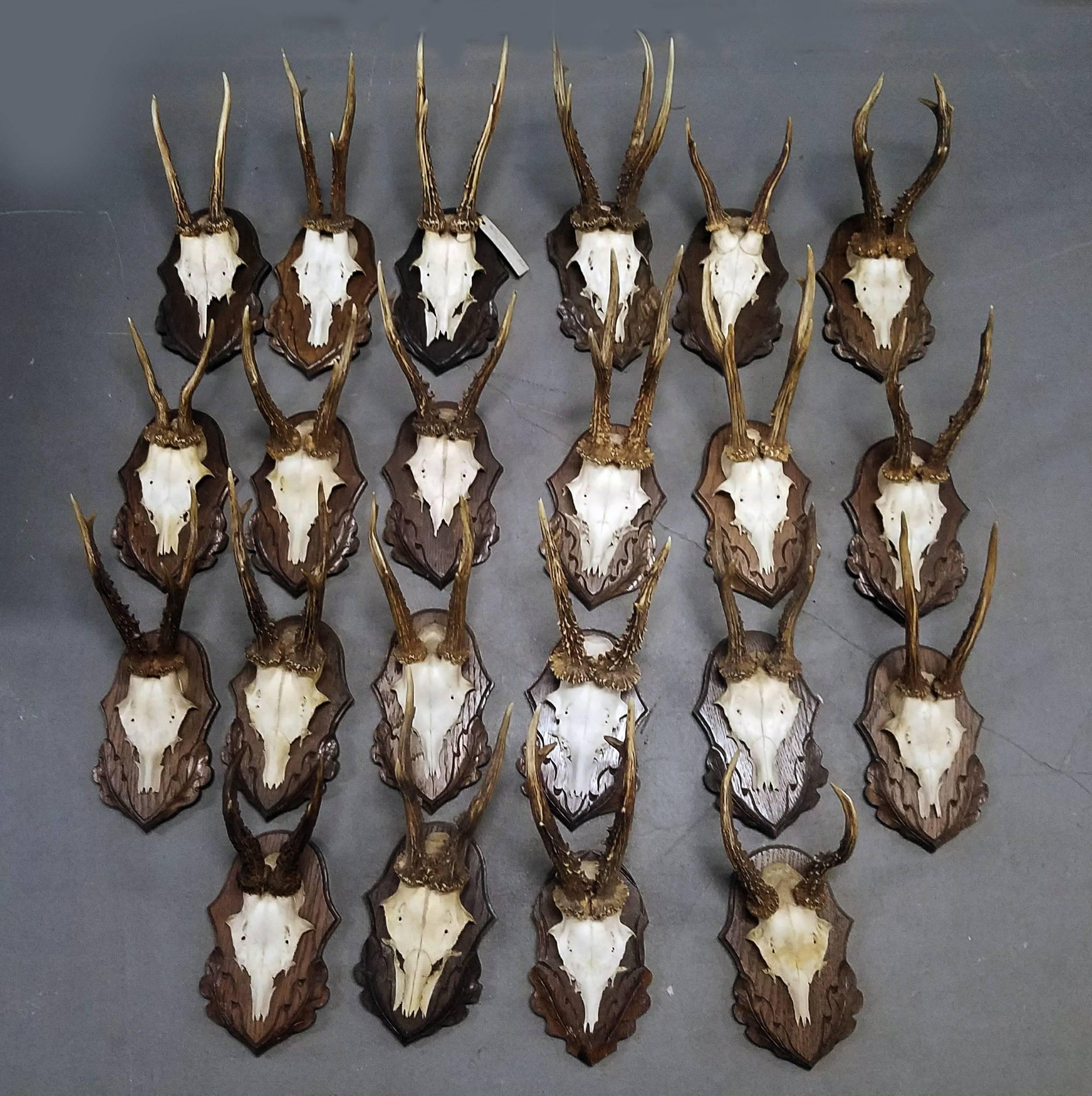 Twenty Two antler trophies with foliate carved backs sold as singles or set
German or Austrian,
1950s-1970s.

The antlers, each a little different are mounted on a carved foliate wood back. Some with penciled date and many with location, hunter