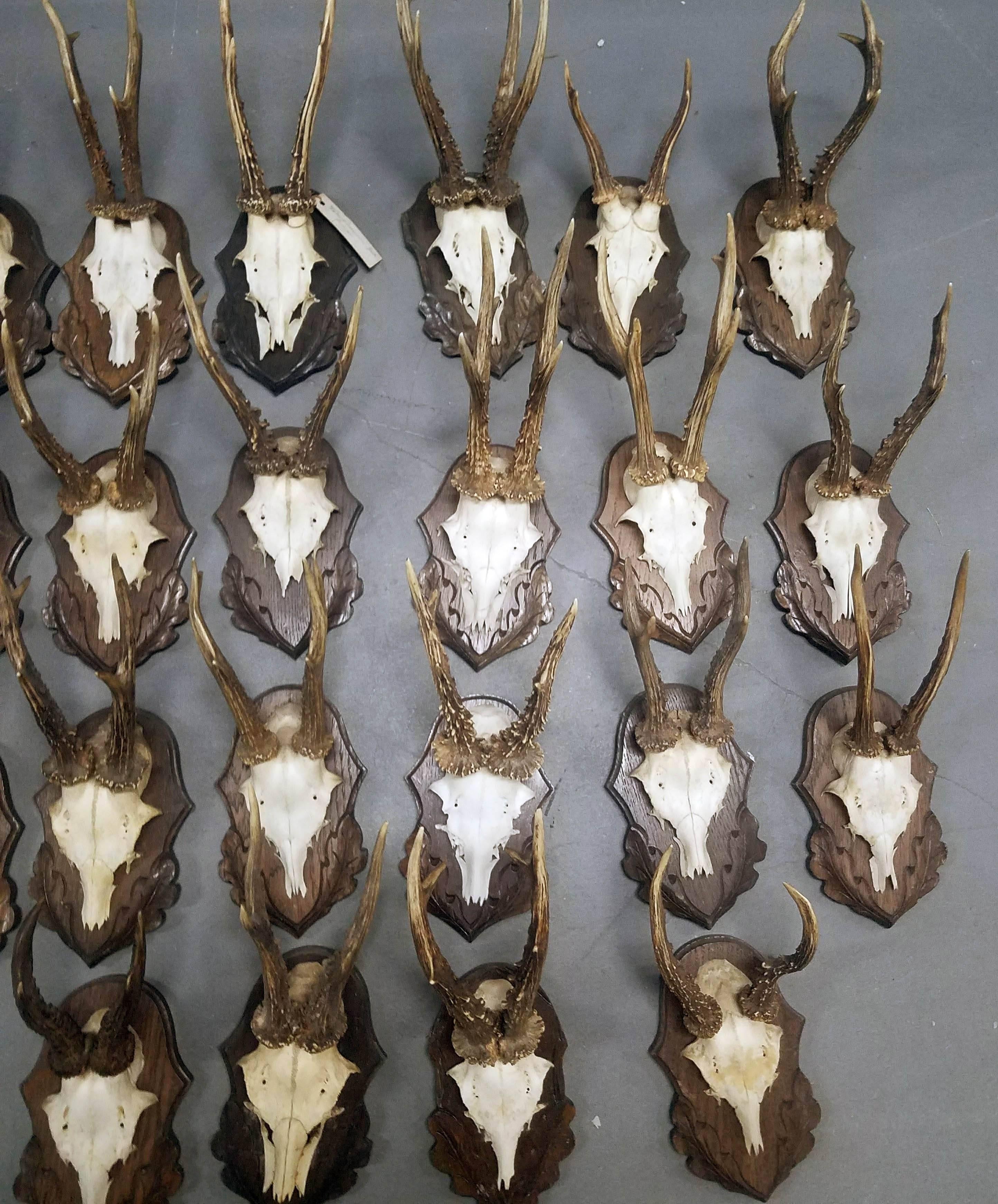 Horn Antler Trophies with Foliate Carved Backs