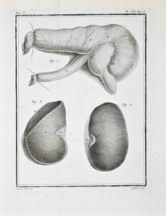 Anatomical Analysis - Etching by Antoine Defehrt - 1771
