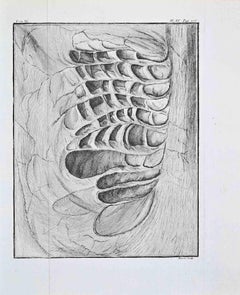 Anatomical Plate – Digestive System - Etching by Antoine Defehrt - 1771