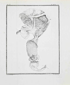 Anatomical Plate – Digestive System - Etching by Antoine Defehrt - 1771