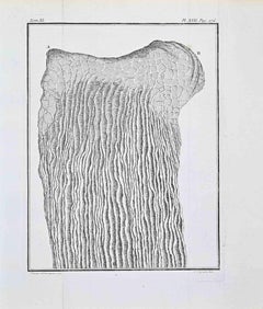 Anatomical Plate – Internal Structure of... - Etching by Antoine Defehrt - 1771