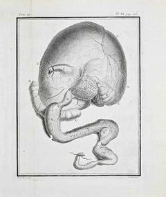 Anatomical Studies - Etching by Antoine Defehrt - 1771