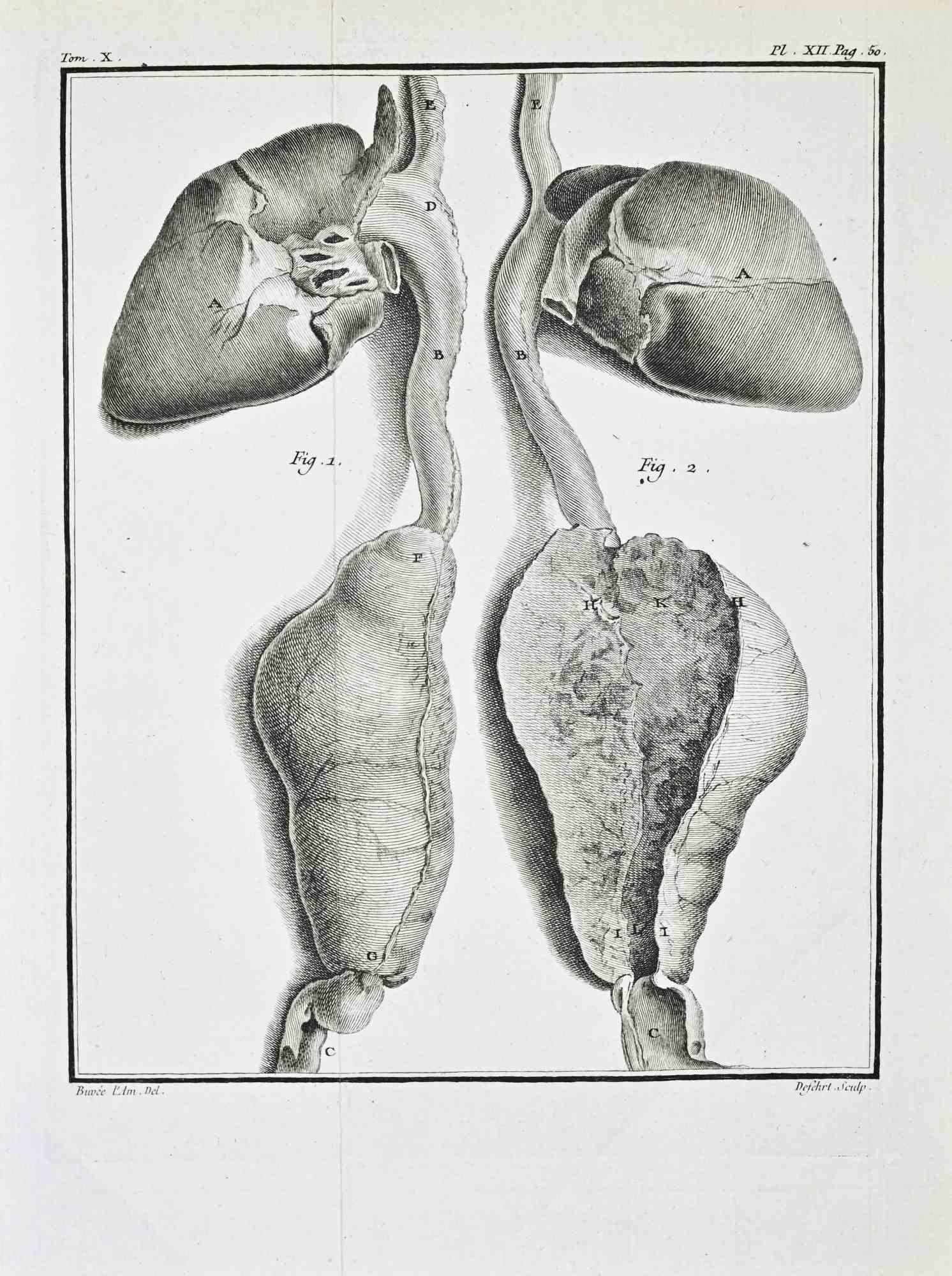 Anatomical Studies – Liver and Associated... - Etching by Antoine Defehrt - 1771