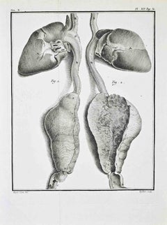 Anatomical Studies – Liver and Associated... - Etching by Antoine Defehrt - 1771