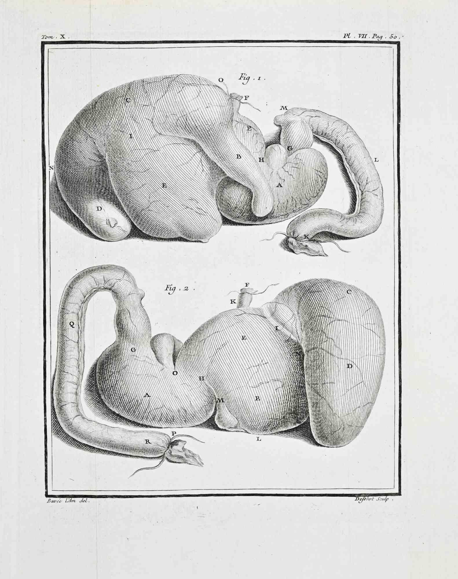 Anatomical Studies – Liver and Associated... - Etching by Antoine Defehrt - 1771