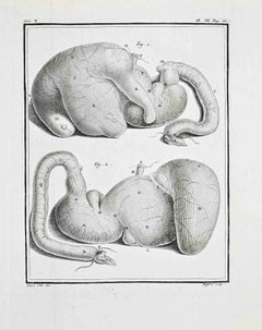 Anatomical Studies – Liver and Associated... - Etching by Antoine Defehrt - 1771