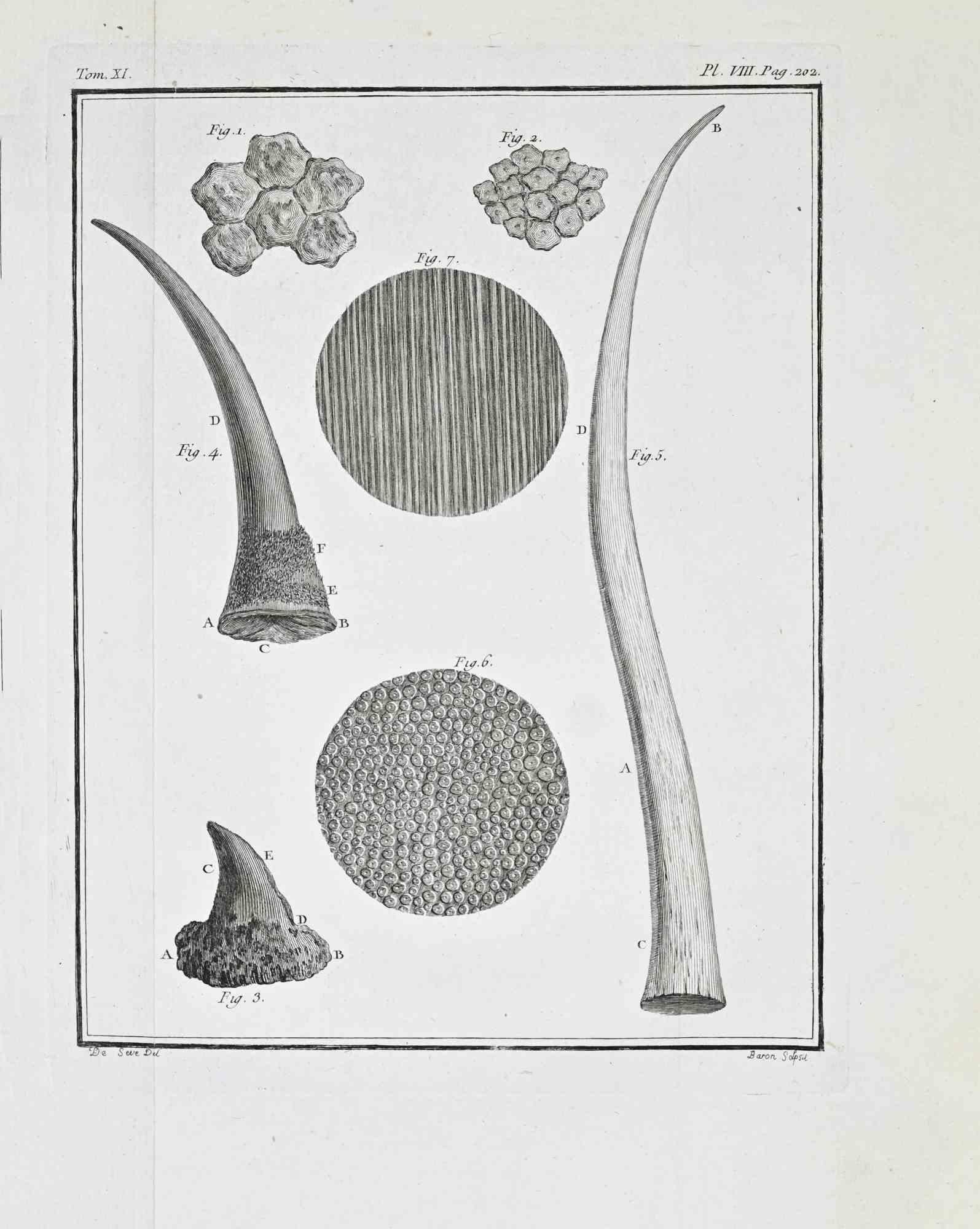 Plate from Buffon's Histoire Naturelle, générale et particulière.
Tome XI – Plate VIII, p. 202.
Paris, Imprimerie Royale, 1771.
Engraving (etching and burin), approx. 24.5 × 19.5 cm.

This finely composed anatomical plate presents a comparative