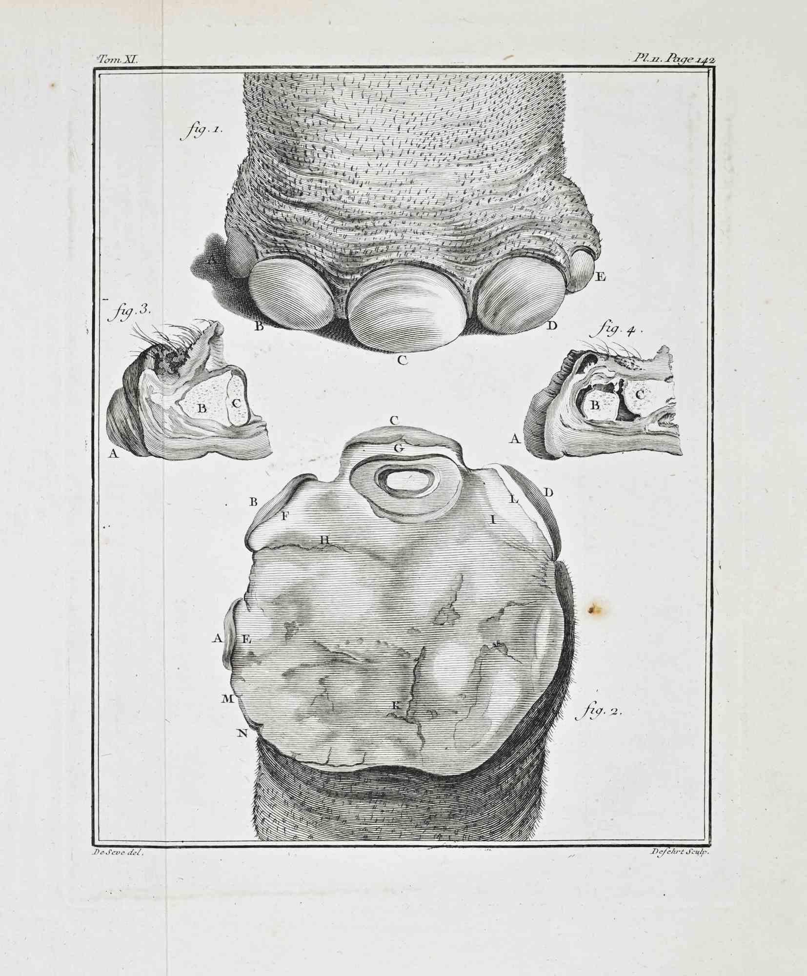 Anatomical Study - Etching by Antoine Defehrt - 1771