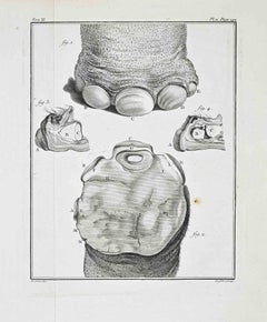 Anatomical Study - Etching by Antoine Defehrt - 1771