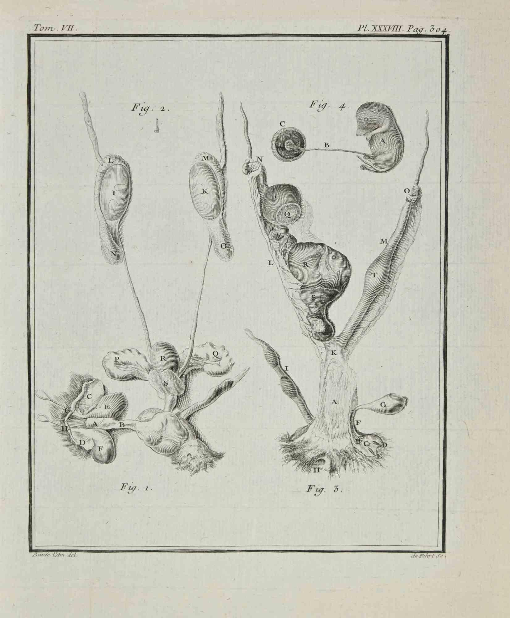 Anatomy of Animals is an etching realized by Antoine Defehrt in 1771.

It belongs to the suite "Histoire naturelle, générale et particulière avec la description du Cabinet du Roi".

Artist's signature engraved lower right.

Good conditions