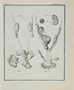 Anatomie von Tieren – Radierung von Antoine Defehrt – 1771