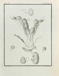 Anatomie von Tieren – Radierung von Antoine Defehrt – 1771