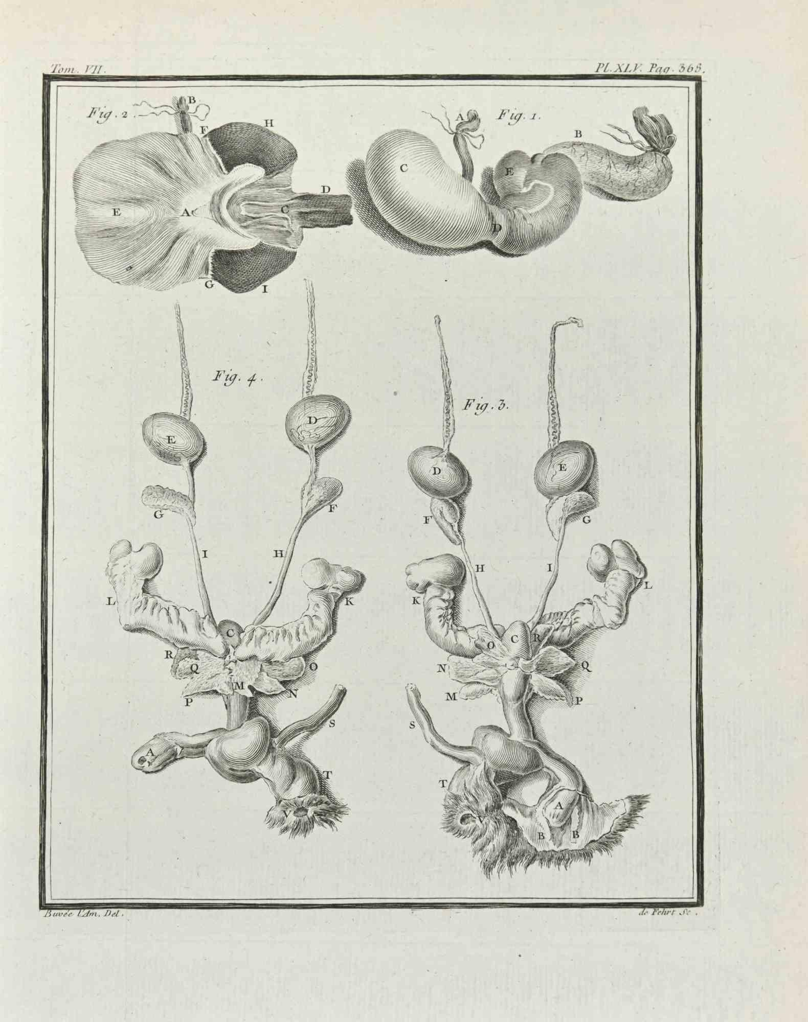 Anatomy of Animals is an etching realized by Antoine Defehrt in 1771.

It belongs to the suite "Histoire naturelle, générale et particulière avec la description du Cabinet du Roi".

Artist's signature engraved lower right.

Good condition.