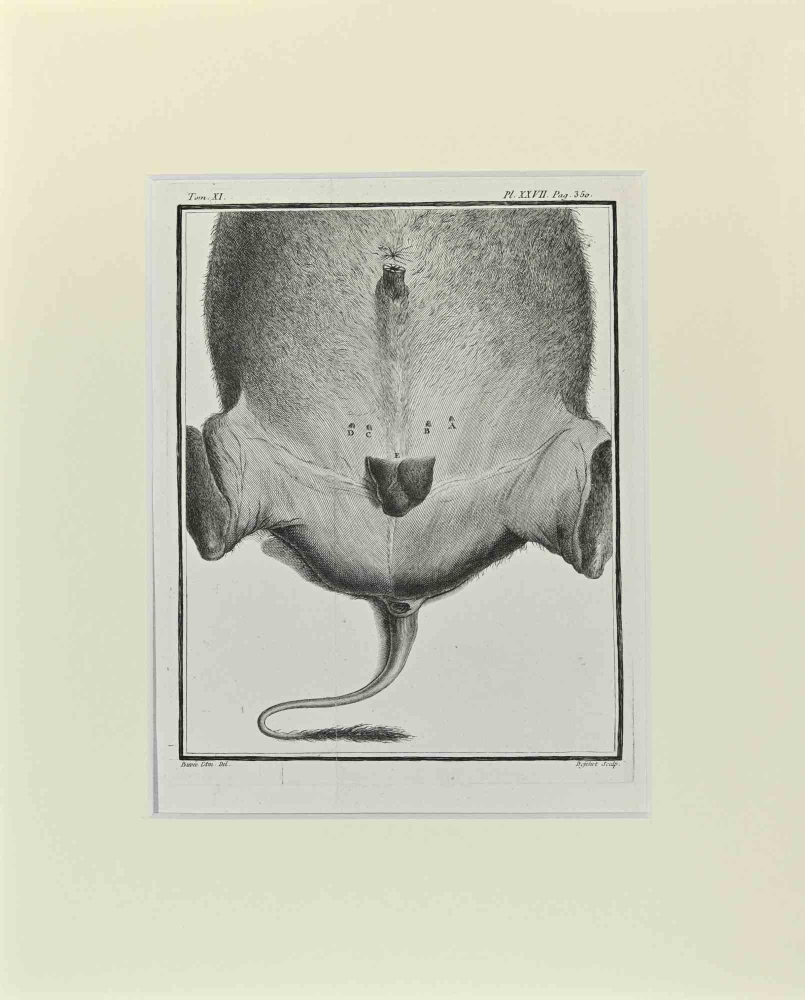 Anatomy of Animals is an etching realized by Antoine Defehrt in 1771.

It belongs to the suite "Histoire naturelle, générale et particulière avec la description du Cabinet du Roi".

Artist's signature engraved lower right.

Good conditions
