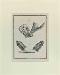 Anatomie des animaux - Gravure d'Antoine Defehrt - 1771