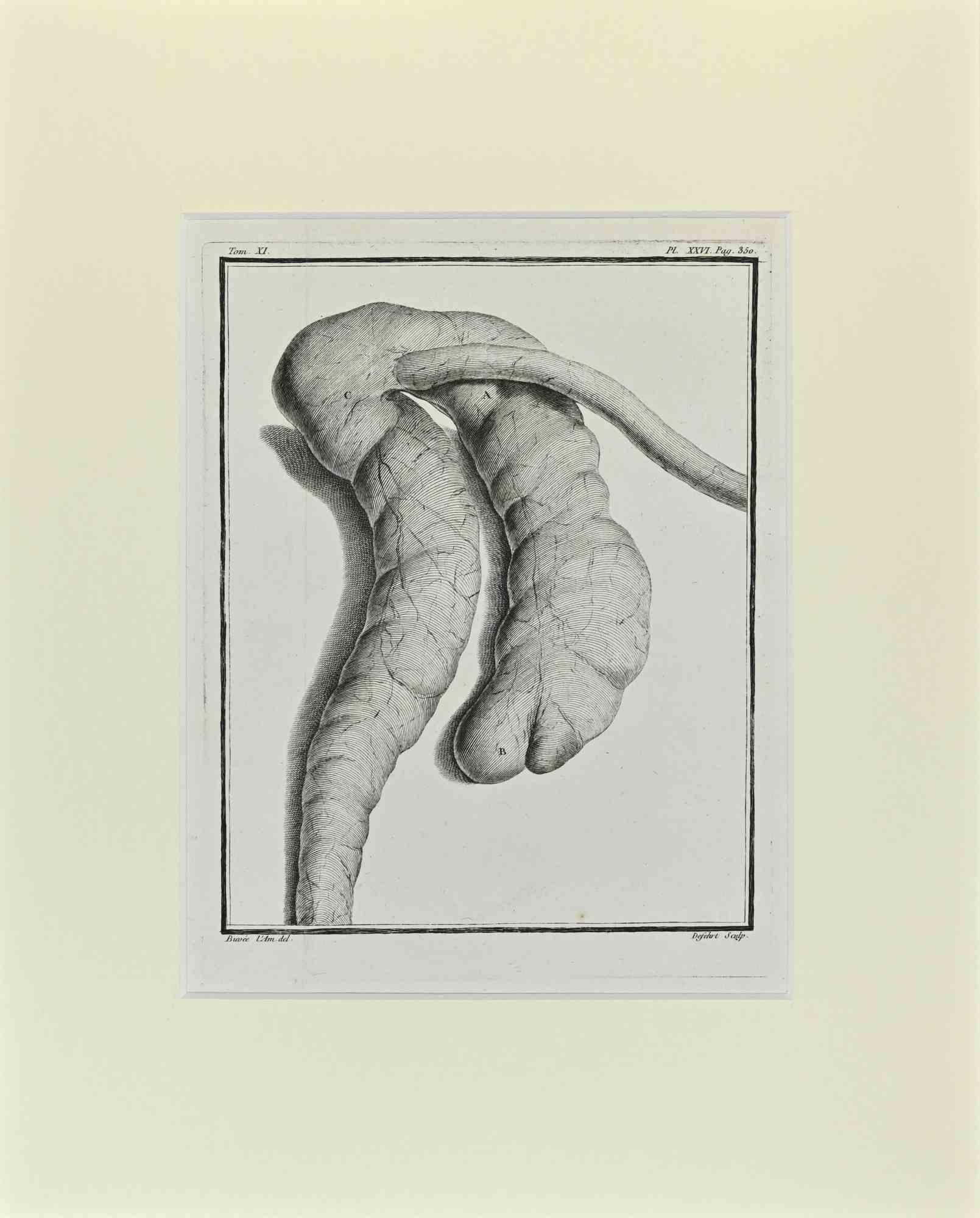 Anatomy of Animals is an etching realized by Antoine Defehrt in 1771.

It belongs to the suite "Histoire naturelle, générale et particulière avec la description du Cabinet du Roi".

Artist's signature engraved lower right.

Good conditions