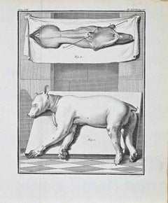 Animal Anatomy - Etching by Antoine Defehrt - 1771