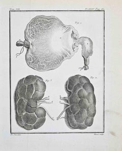 Animal Anatomy - Etching by Antoine Defehrt - 1771