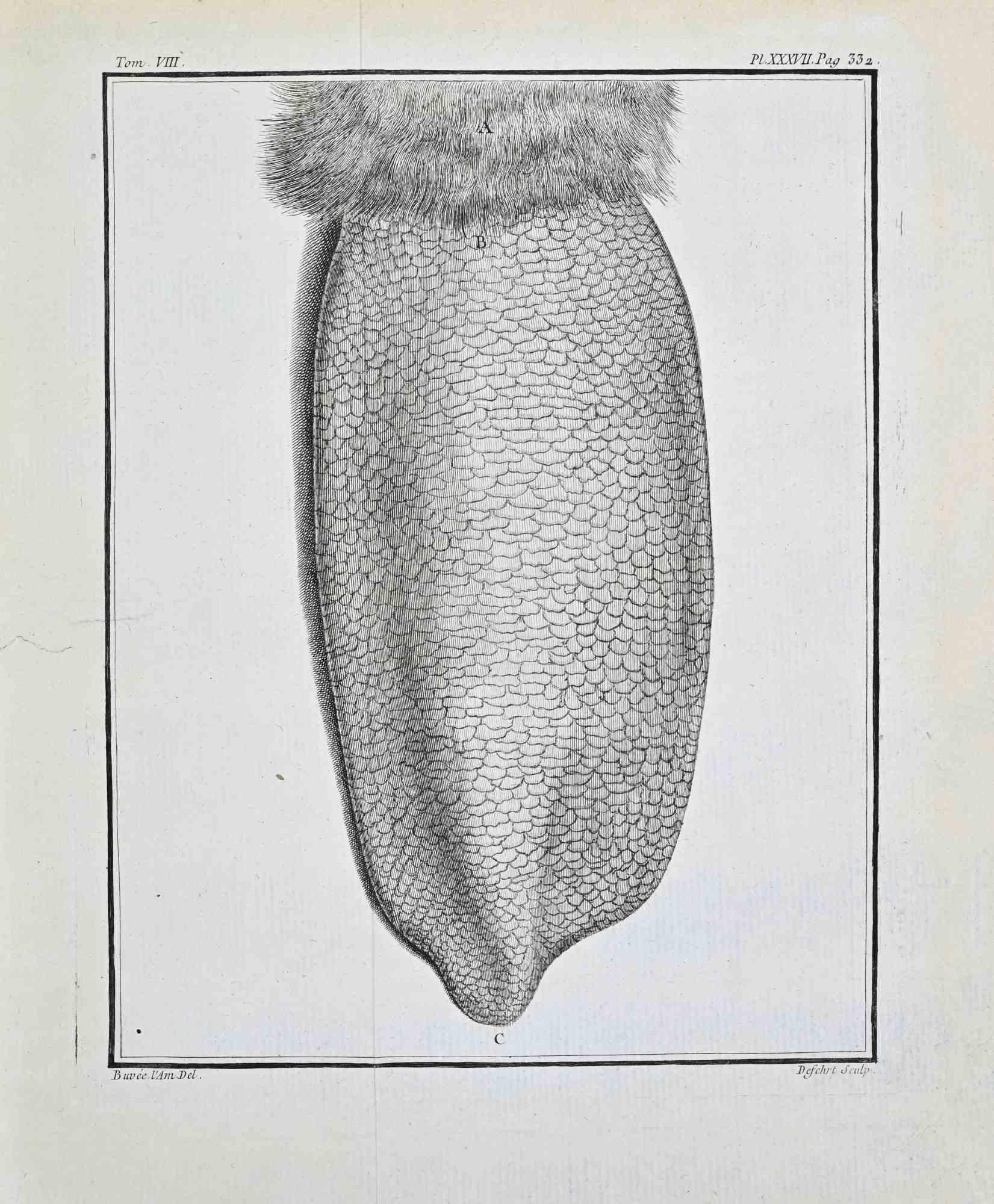 Plate from Buffon's Histoire Naturelle, Tom. VIII.

Pl. XXXVII, p. 332
Copper engraving, 1771 edition

This finely executed copper engraving presents a detailed anatomical study of the membranous surface of a bat’s wing, shown in close vertical