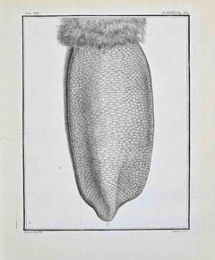 Animal Anatomy - Etching by Antoine Defehrt - 1771
