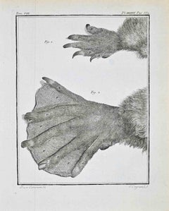 Animal Anatomy - Etching by Antoine Defehrt - 1771