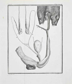Anatomische Vergleichstafel - Male... - Radierung von Antoine Defehrt - 1771