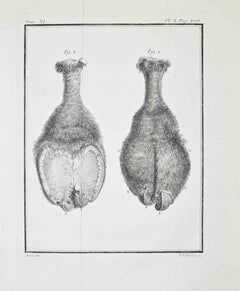 Comparative Anatomical Study of the Distal...- Etching by Antoine Defehrt - 1771