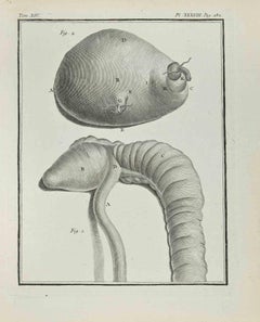 Interior of Animals - Etching - 1771