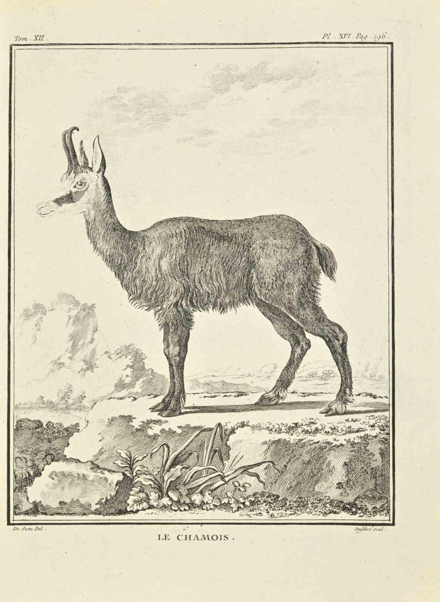 Le Chamois est une gravure réalisée par Antoine Defehrt en 1771.

Il appartient à la suite "Histoire naturelle, générale et particulière avec la description du Cabinet du Roi".

Signature de l'Artistics gravée en bas à droite.

Bonnes conditions
