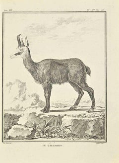 Le Chamois - Etching by Antoine Defehrt  - 1771