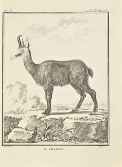 Gravure par Antoine Defehrt - Le Chamois  - 1771