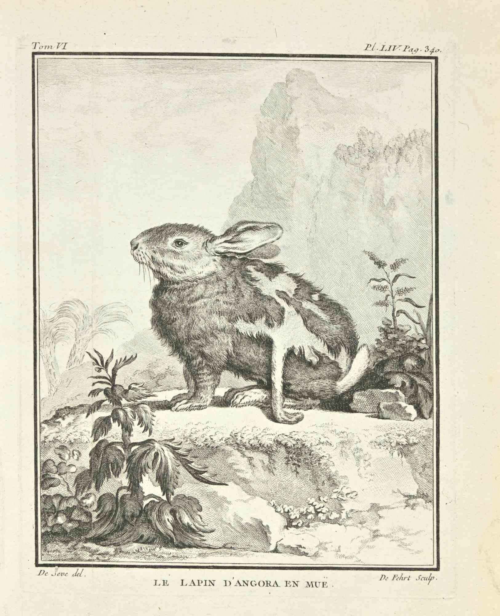 Le Lapin D'angora en Mue is an etching realized by Antoine Defehrt in 1771.

It belongs to the suite "Histoire naturelle, générale et particulière avec la description du Cabinet du Roi".

Artist's signature engraved lower right.

Good conditions