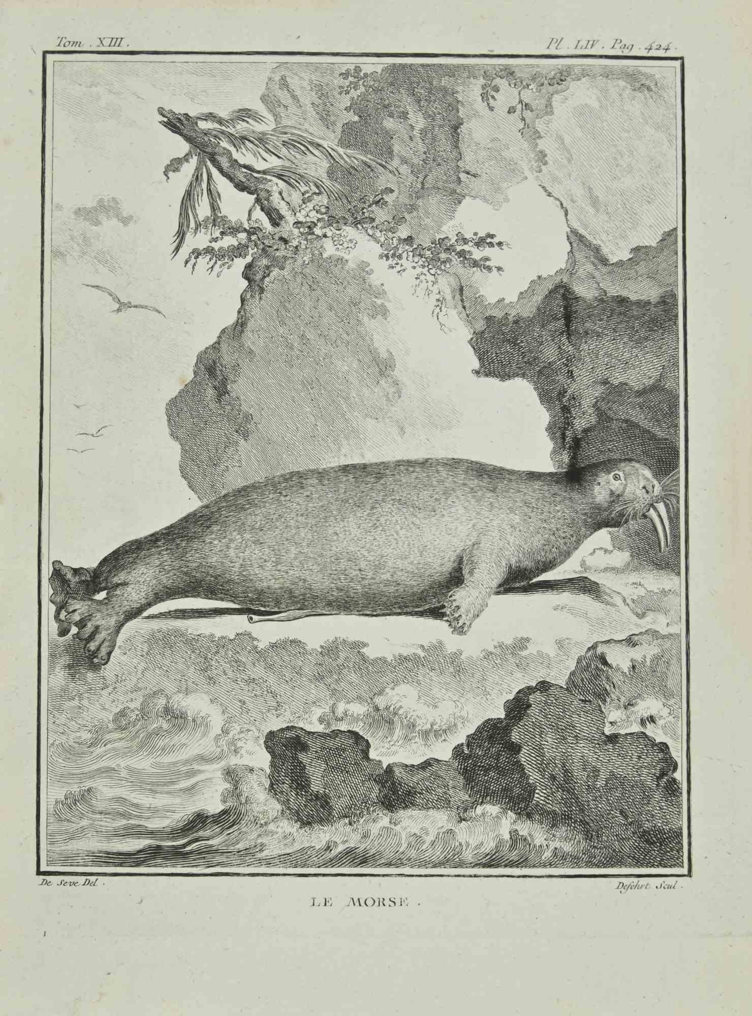 Le Morse is an etching realized by A. Defehrt in 1771.

It belongs to the suite "Histoire Naturelle de Buffon".

The Artist's signature is engraved lower right.

Good conditions
