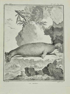 Le Morse - Etching by Antoine Defehrt - 1771