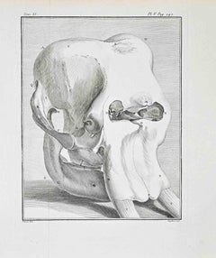 Pelvic Structure and Proximal Femur - Etching by Antoine Defehrt - 1771