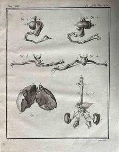 The Organ - Etching by Antoine Defehrt  - 1771