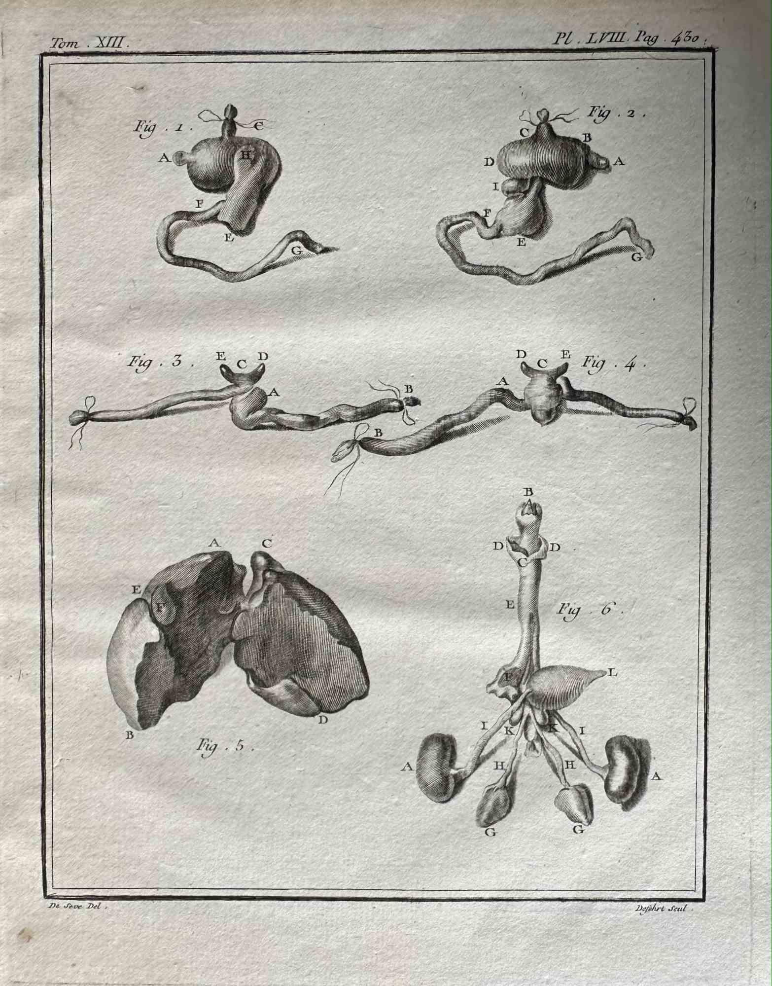 The Organs is an etching realized by Antoine Defehrt in 1771.

It belongs to the suite "Histoire naturelle, générale et particulière avec la description du Cabinet du Roi".

Artist's signature engraved lower right.

Good conditions