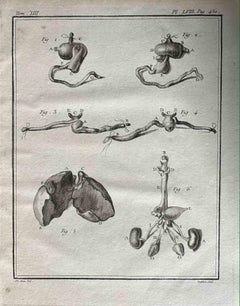 Les organes - Gravure d'Antoine Defehrt - 1771