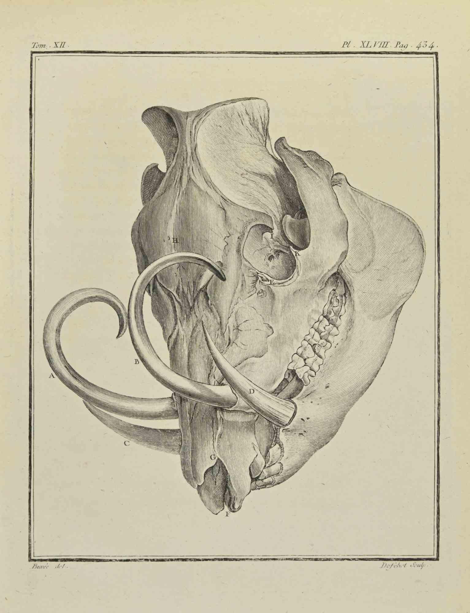 The Skeleton is an etching realized by Antoine Defehrt in 1771.

It belongs to the suite "Histoire naturelle, générale et particulière avec la description du Cabinet du Roi".

Artist's signature engraved lower right.

Good conditions
