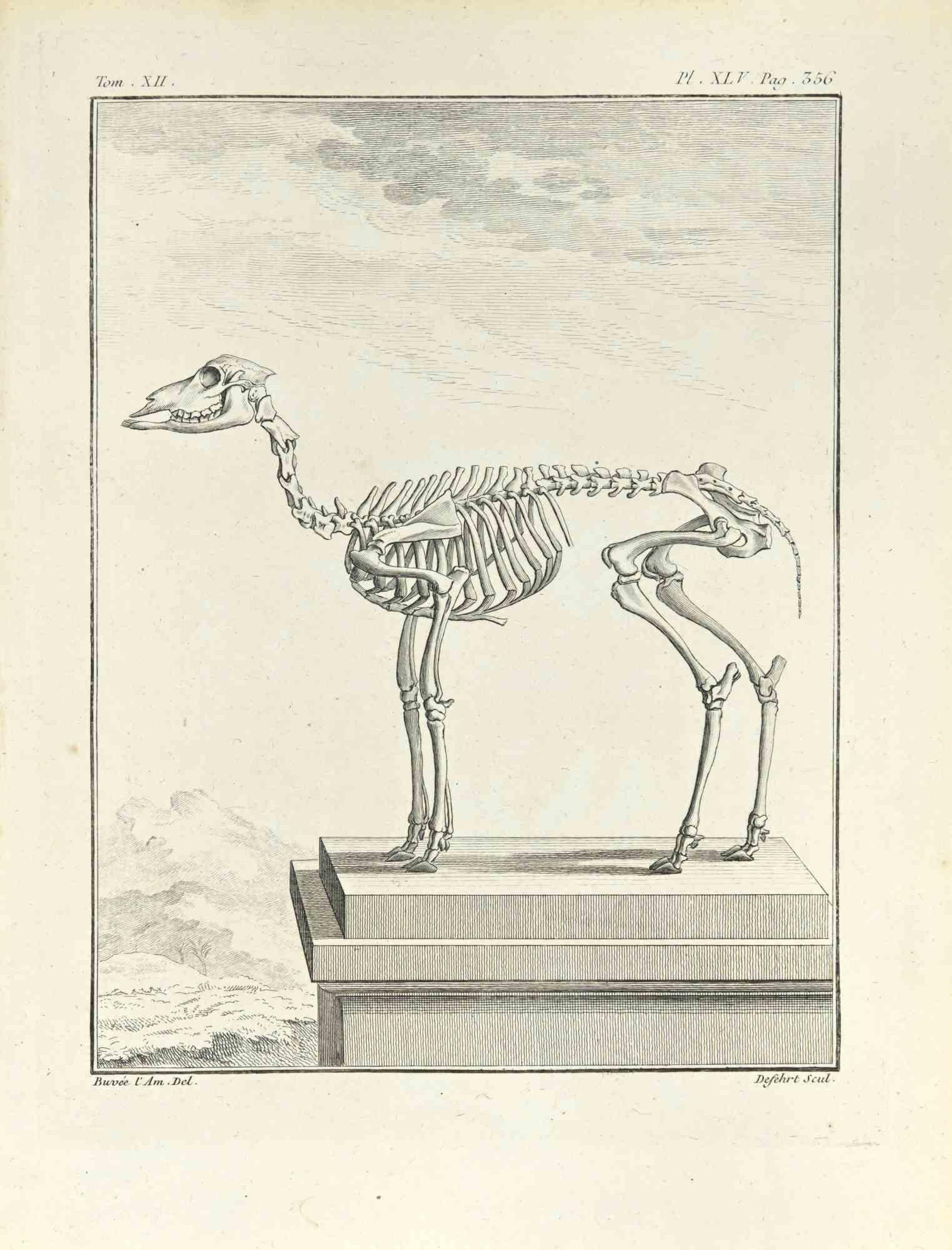 The Skeleton is an etching realized by Antoine Defehrt in 1771.

It belongs to the suite "Histoire naturelle, générale et particulière avec la description du Cabinet du Roi".

Artist's signature engraved lower right.

Good conditions