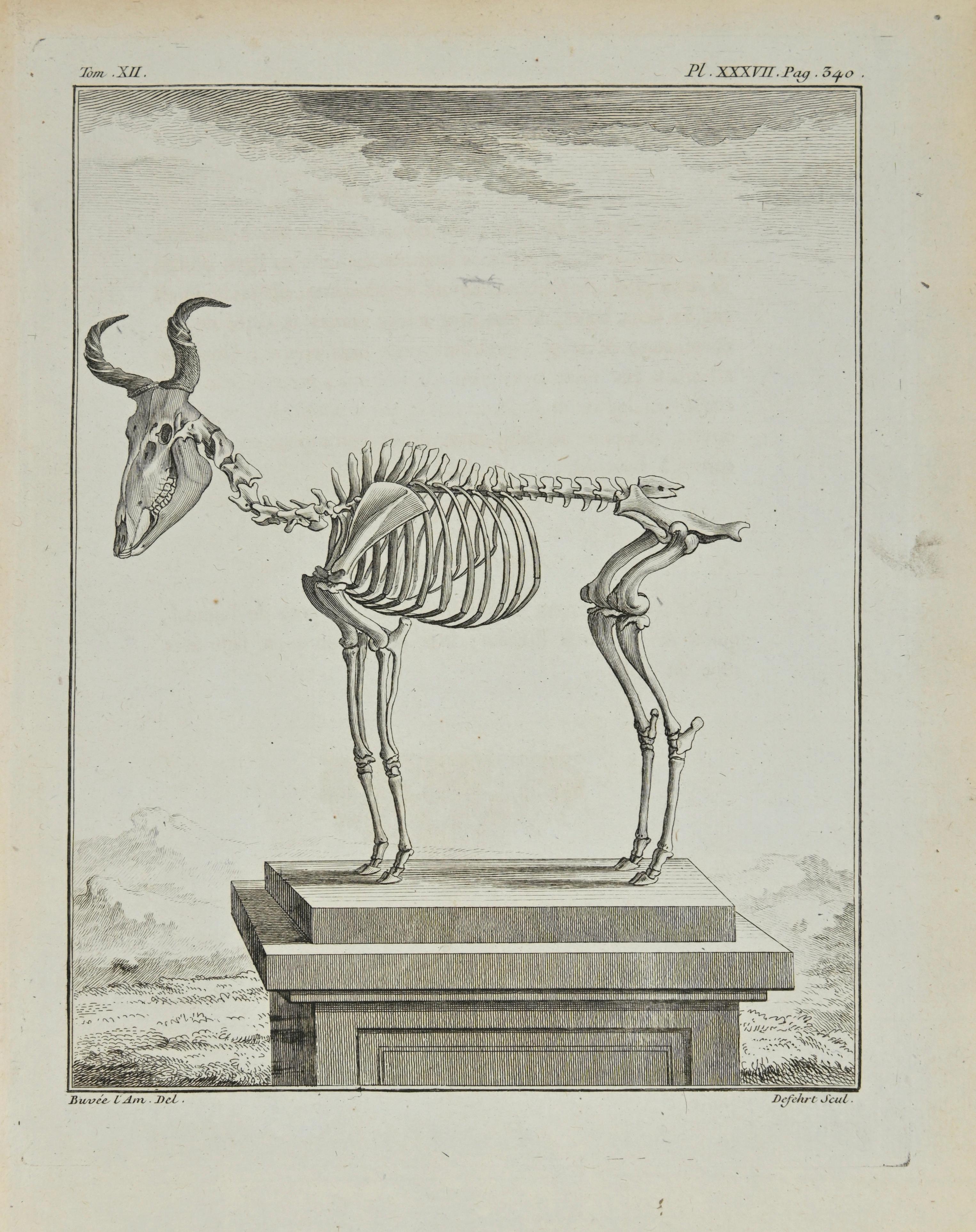 Das Skelett ist eine Radierung von Antoine Defehrt aus dem Jahr 1771.

Es gehört zu der Reihe "Histoire naturelle, générale et particulière avec la description du Cabinet du Roi".

Signatur des Künstlers rechts unten eingraviert.

Gute Bedingungen