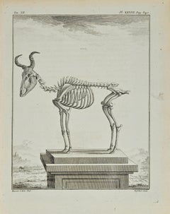 Le squelette - eau-forte d'Antoine Defehrt - 1771