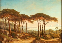 Maritime Pines in the Mediterranean