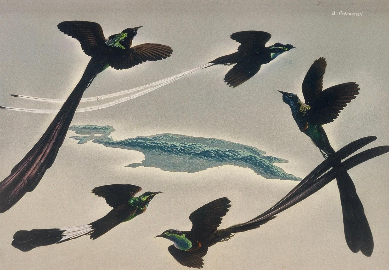 Pittura originale Life Mag pubblicata nel 1955 Uccelli Animali Illustrazione Metà Secolo