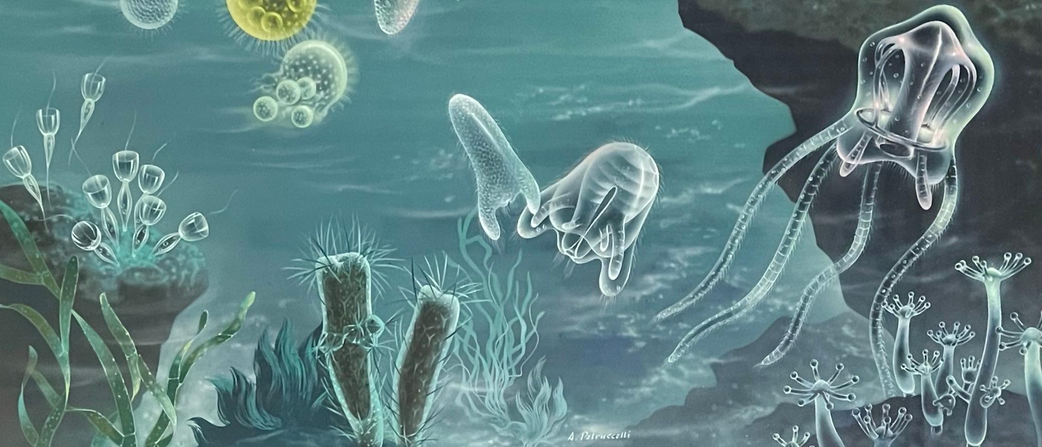 salabay jellyfish
