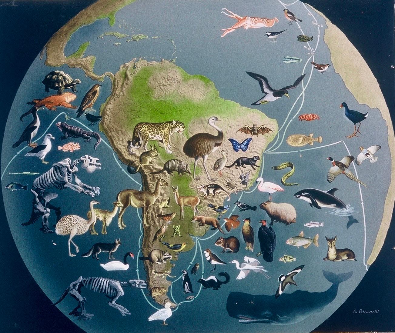 Antonio Petruccelli Animal Painting - Original Painting S America Map Published 1956 Illustration Animals Planet Globe