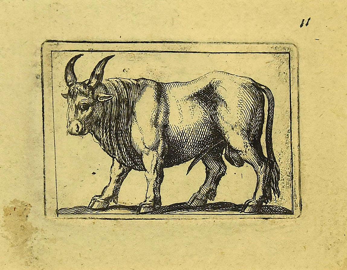 antonio bull