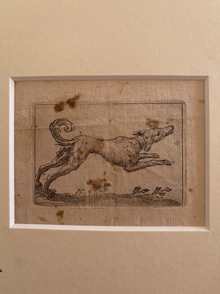 Le chien est une magnifique gravure en noir et blanc sur papier vergé épais, réalisée par le maître italien Antonio Tempesta (1555-1630).

Non signé. 

En excellent état.

Y compris un passe-partout en carton de couleur crème,  34 x 50 cm.

Un